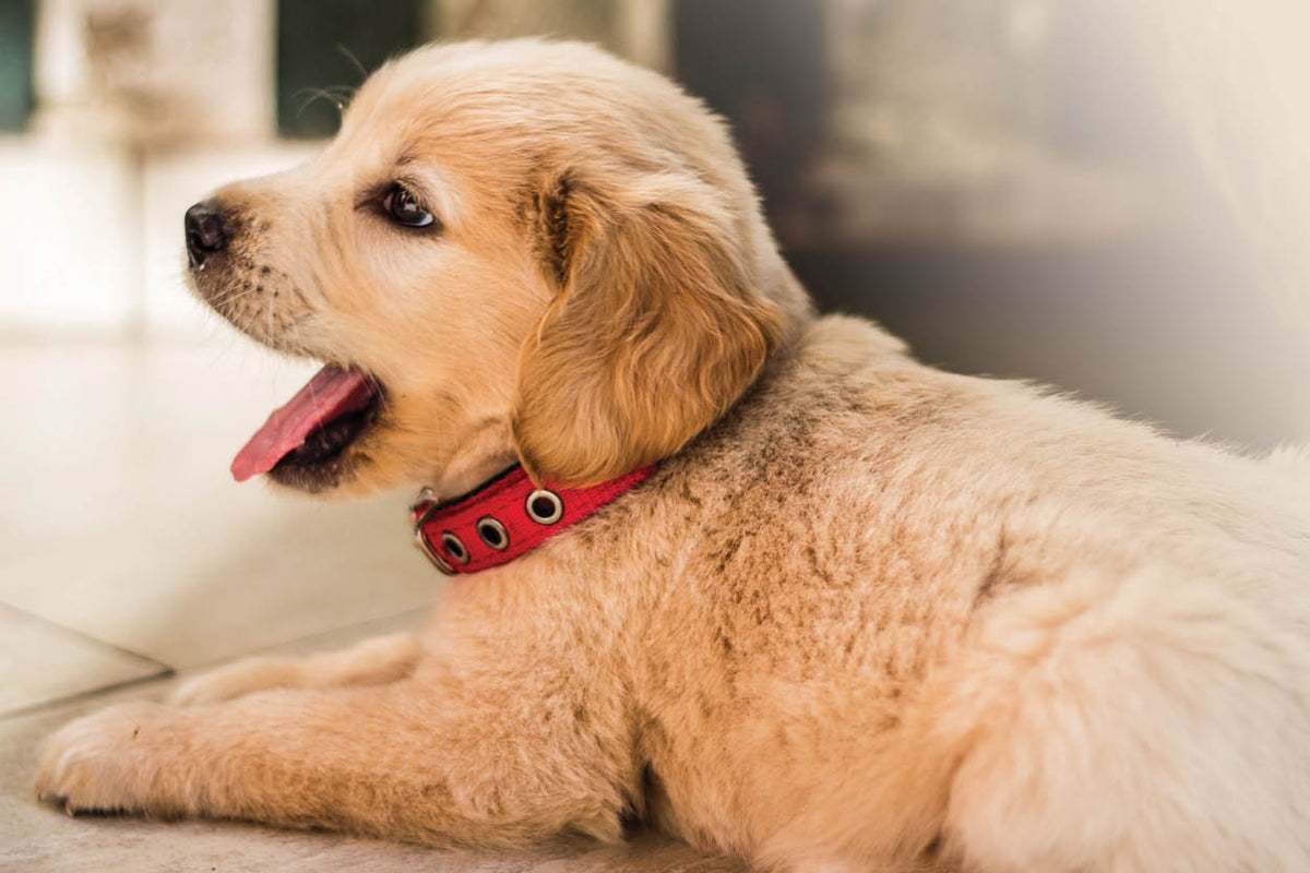 How to Select a Pet Door A Comprehensive Guide