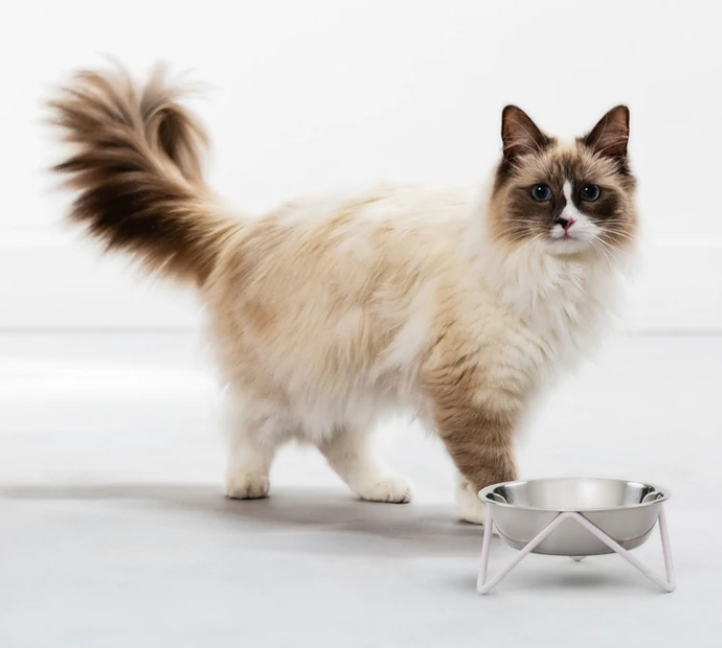 Gold cat bowl online