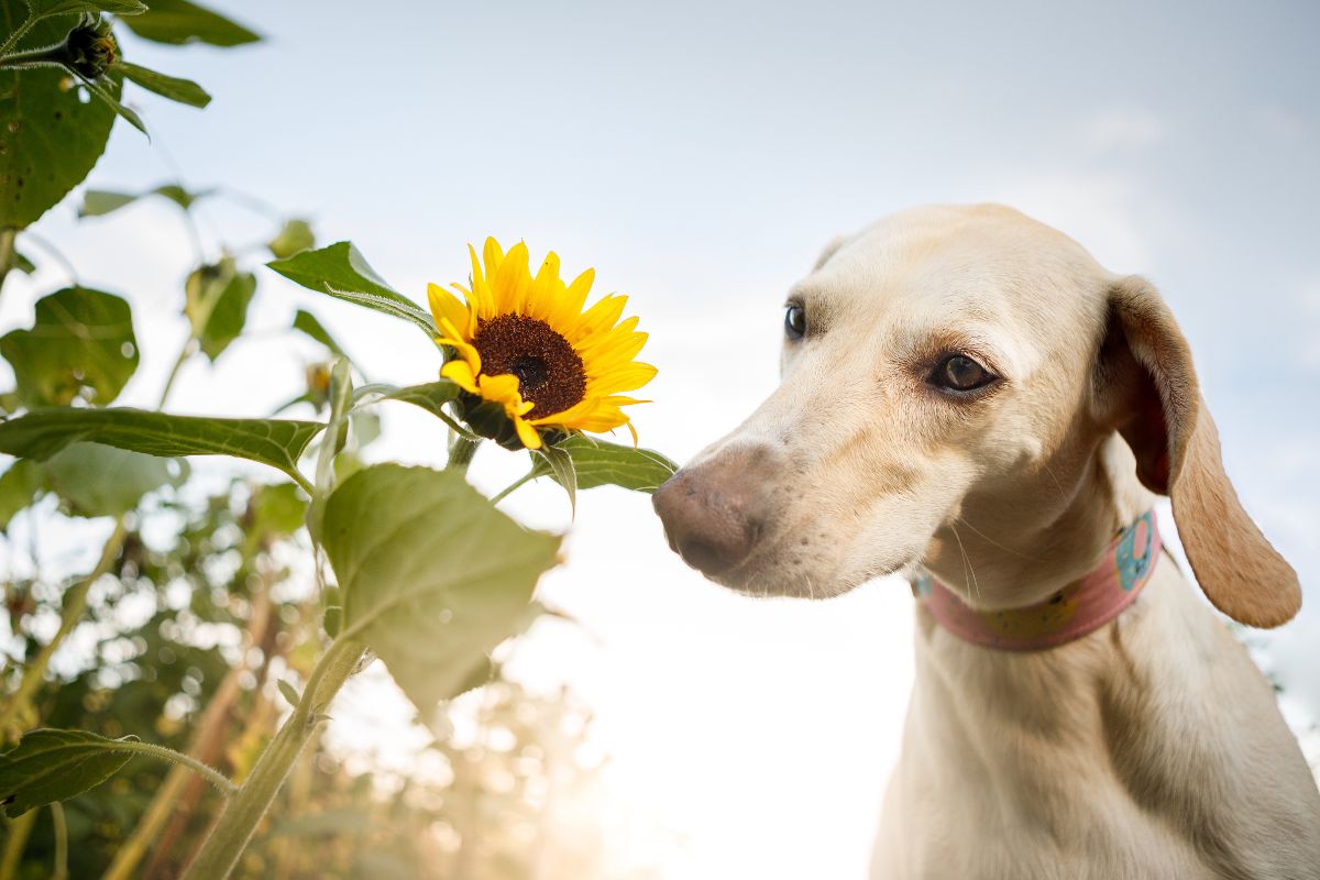 Spring Must-Haves For Your Pets