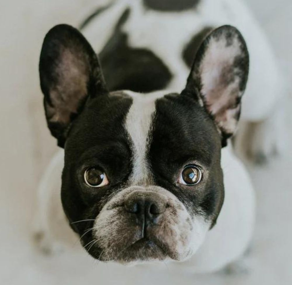 Shop designer Dog products
