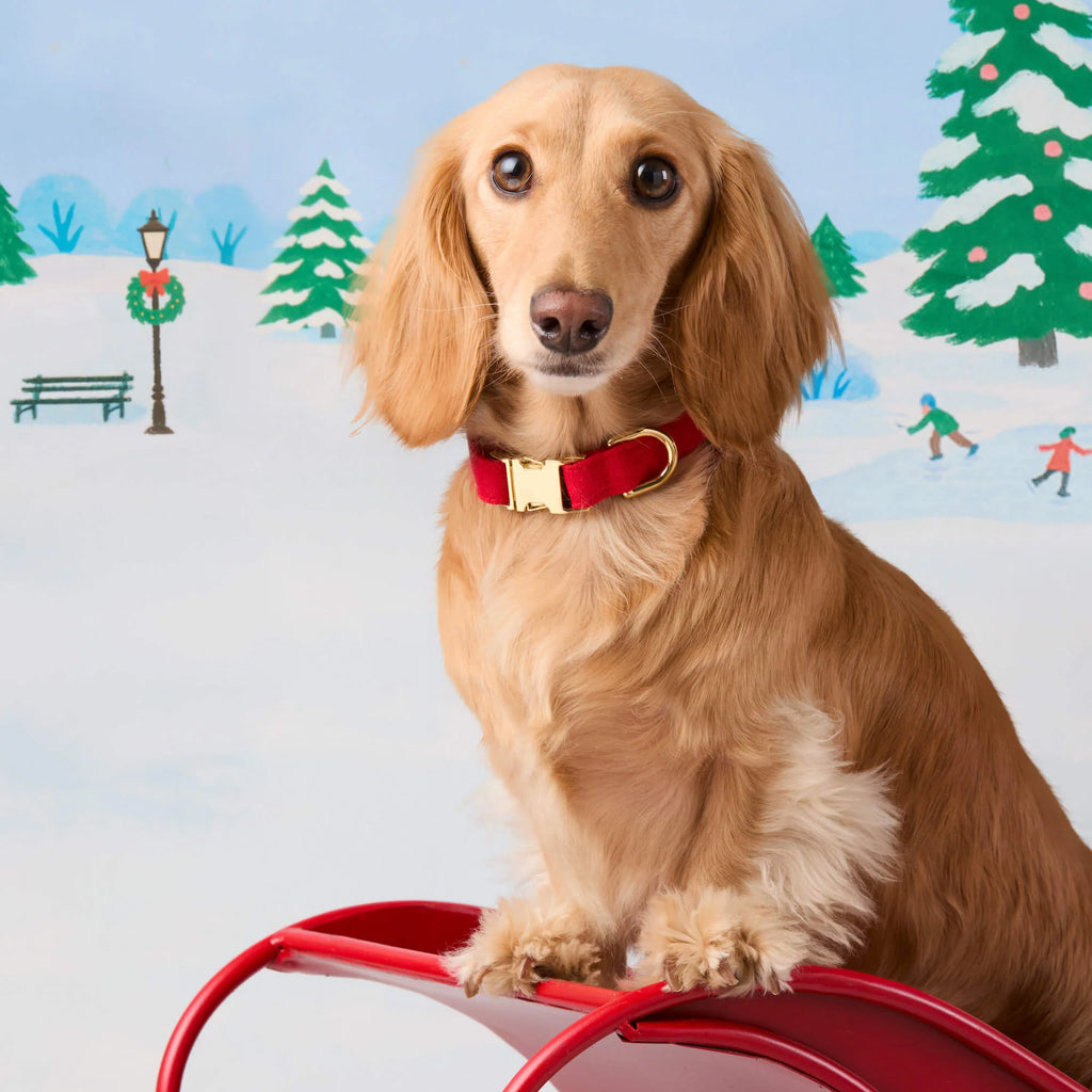 Ruby Dog Color Ruby Dog Collar
