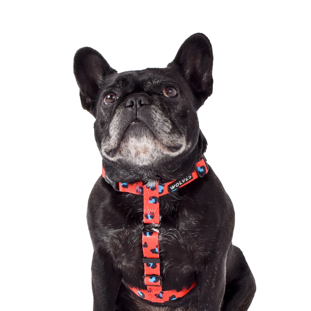 Cleo pro dog harness online