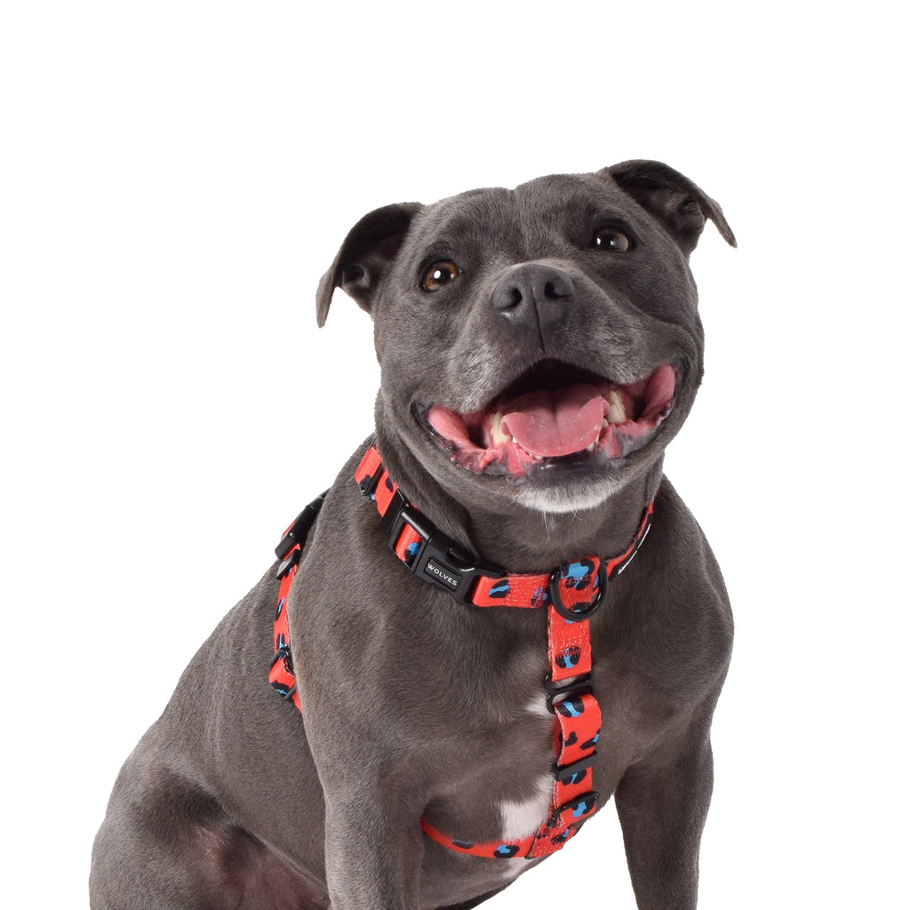 Cleo All Purpose Harness