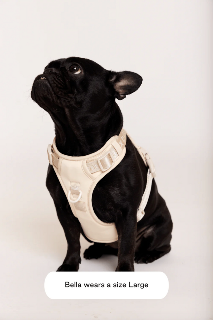Dog wearing the Sand Easy Fit Harness