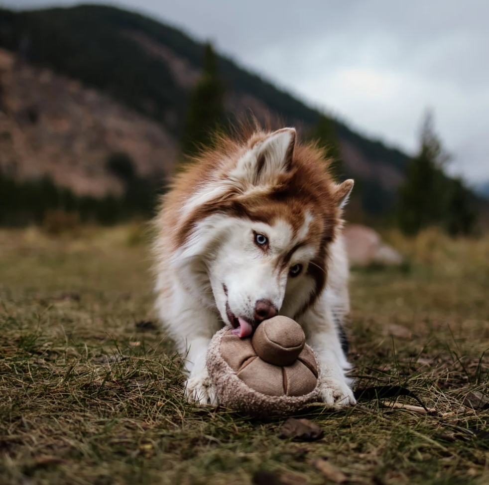 Guu Mushroom Snuffle Toy - boutique dog toys