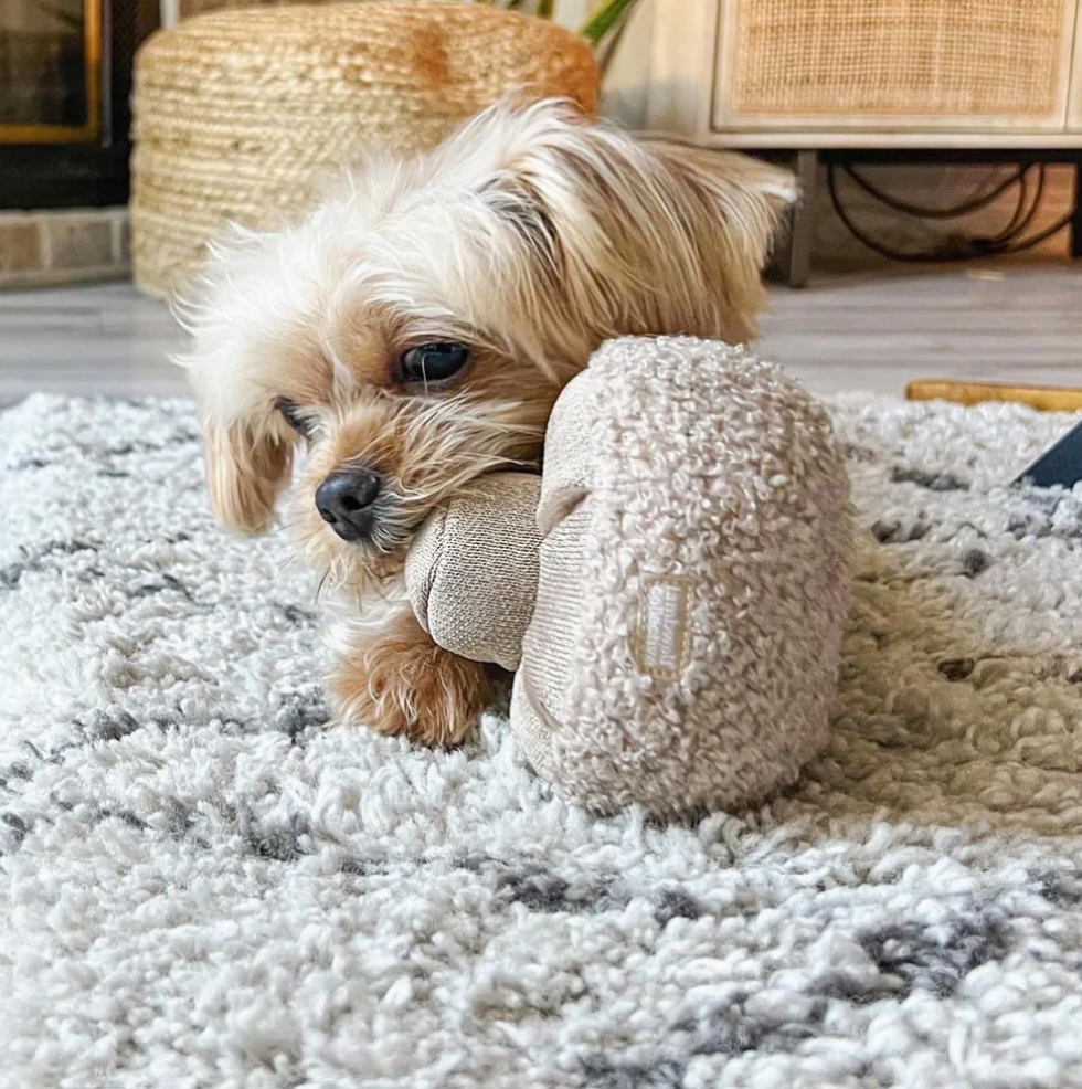 Small dog playing with a Guu Mushroom Snuffle Toy