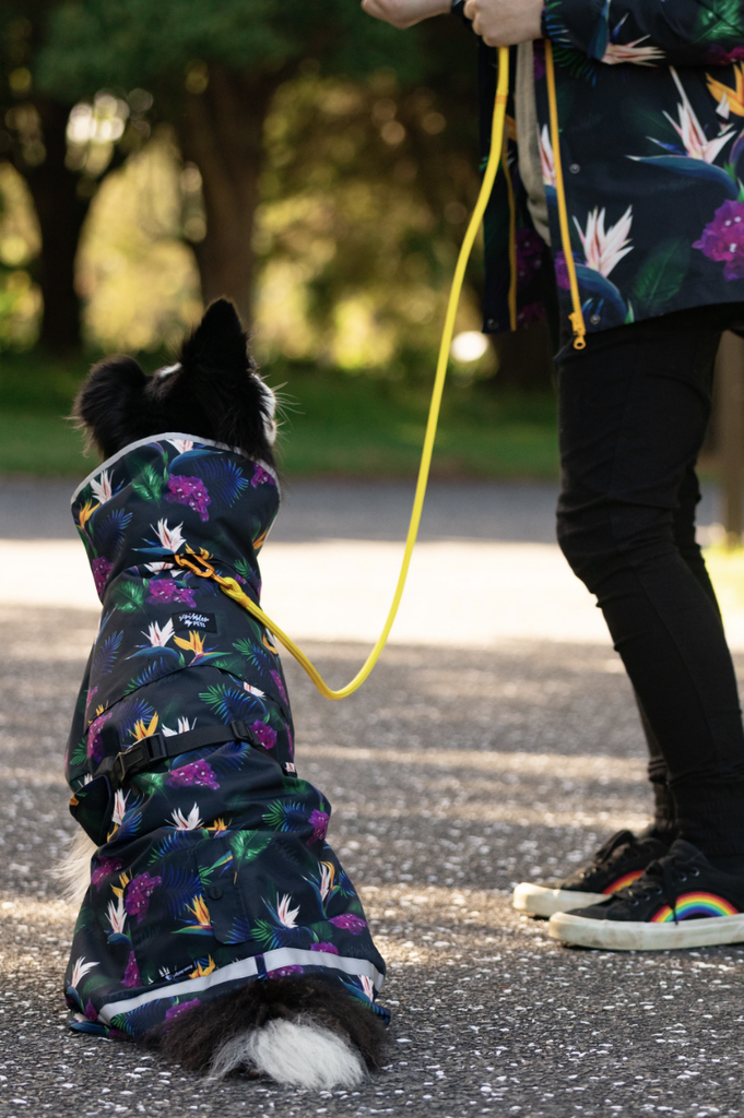 Raincoat online dog walking