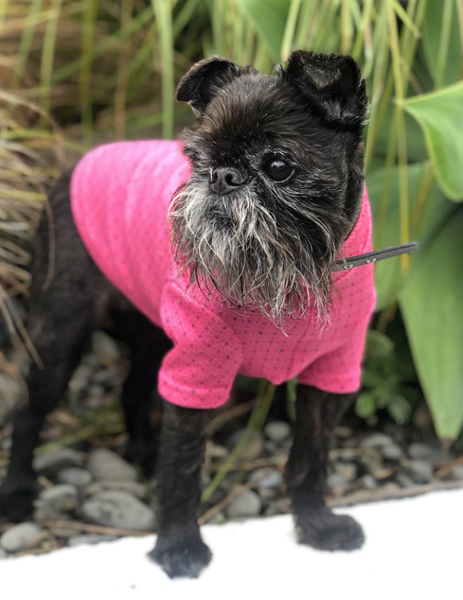 Dog wearing Activewear Merino Tee