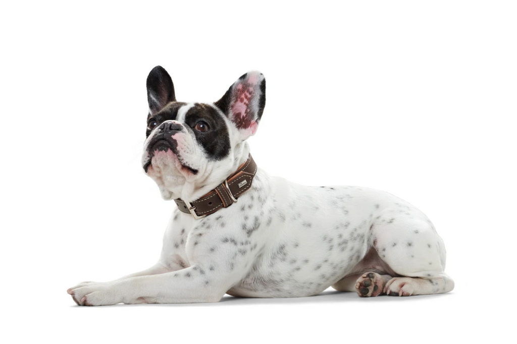 Dog wearing a Porto collar by Hunter