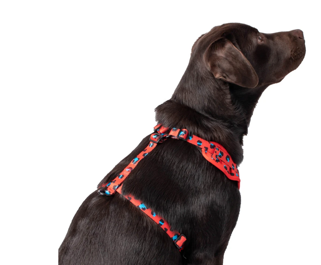 Cleo Mesh Harness