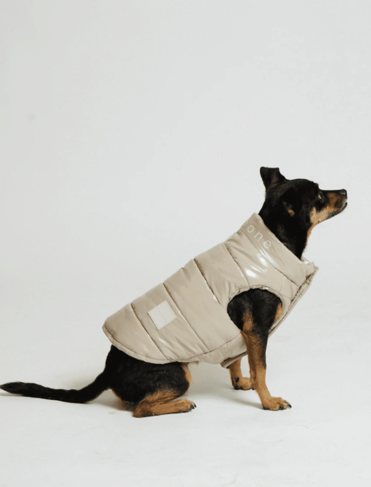 Cute dog wearing the Arabella Puffer Vest Jacket 