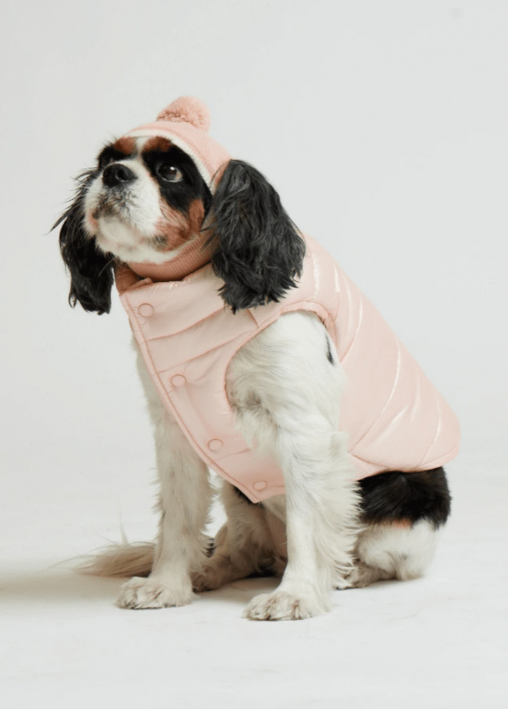 Cute dog wearing the Arabella Puffer Vest 