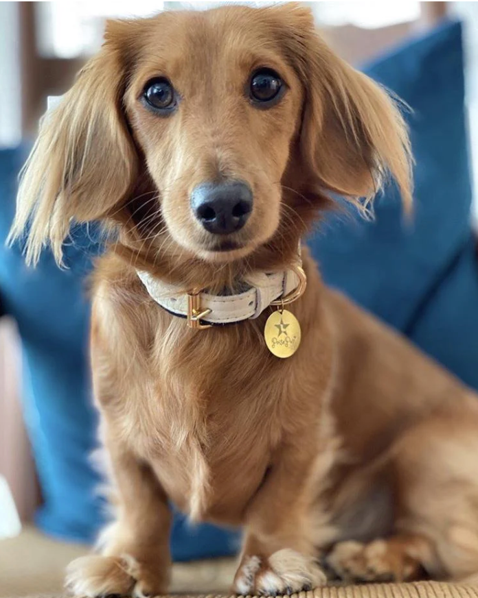 Dog wearing the Hot Marine Fine Italian Leather Collar